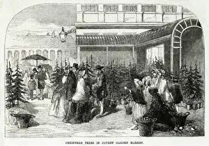Obtaining: TREES, COVENT GARDEN