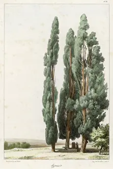 Cypresses: Trees - Cypress (Girard)