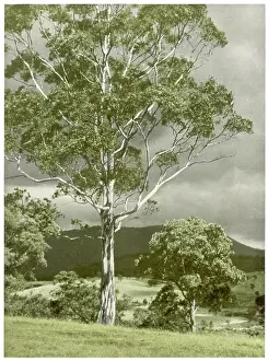 Eucalyptus: TREES/EUCALYPTUS REGNANS