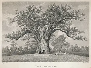 Fairlop: TREES/FAIRLOP OAK
