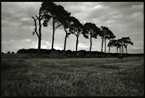 Normany: Trees and field landscape Normany