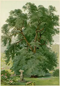 Chromo: TREES/HOLM OAK/CHROMO