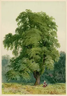 Hornbeam: TREES/HORNBEAM C1890