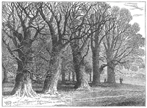 Clump: Trees in Hyde Park, London