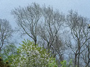 Urquhart: Trees, Loch Ness, Scotland