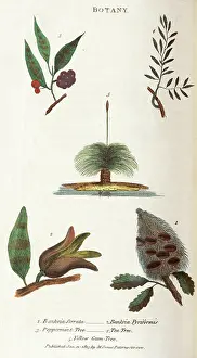 The Kings College Archives And Special Collections: Trees of New South Wales