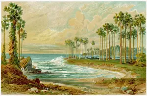 Palmyra: Trees - Palm, Palmyra