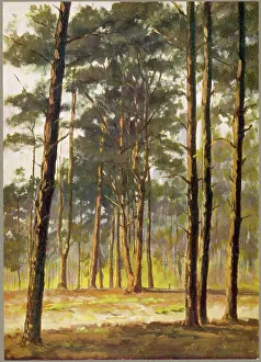 Oxshott: TREES/PINE