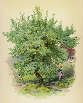 Chromo: TREES/PLUM/CHROMO