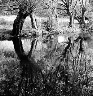 The Norman Synge Waller Budd Collection: Trees and their reflections