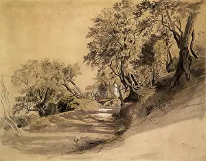 Haseltine: Trees Along Road