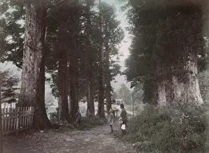 Hakone: Trees along the shoreline at Hakone Lake, Japan