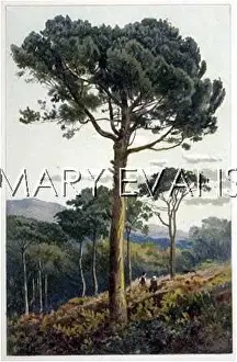 Chromo: TREES/STONE PINE/CHROMO