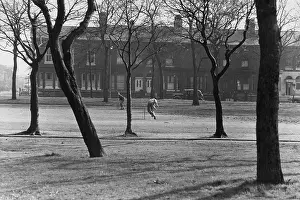 Terraced: Trees and terrace of houses
