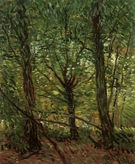 Towering: Trees and Undergrowth, by Van Gogh