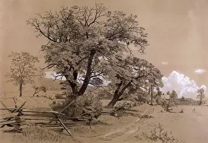 Wildly: Trees and Wooden Fence
