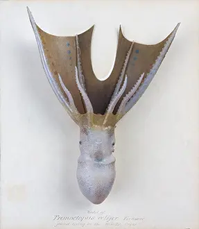 Cephalopoda: Tremoctopus velifer, octopus
