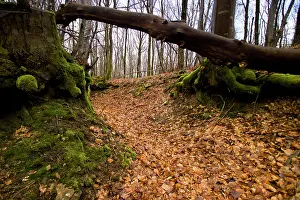 Argonne: Trenches in the Bois de Gesnes - Argonne