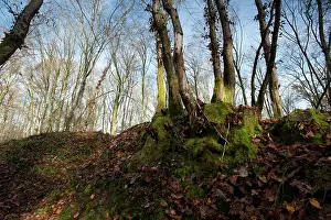 Trenches in the Bois de Malancourt