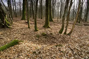 Steeply: Trenches on Haut Chevauchee - Argonne