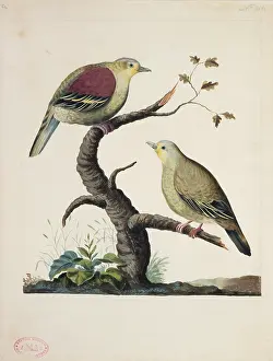 Pompadour: Treron pompadora, pompadour green pigeon