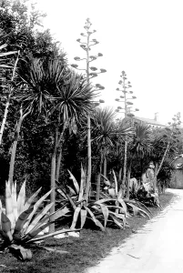 Tresco: Tresco, Aloes 1892