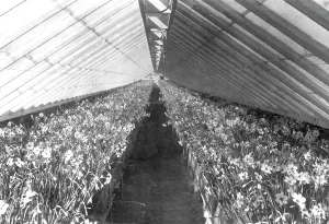 Scilly: Tresco, in the Tying House 1894