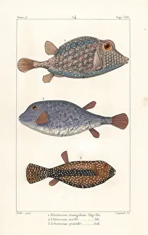 Ostracion: Triangular boxfish and spotted boxfish