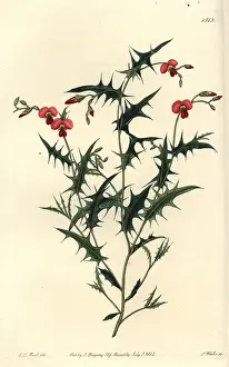 Chorozema: Triangular chorozema, Chorozema triangulare