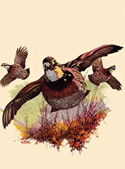 Pheasants: Triangular Form Flying