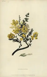 Conspicua: Triangular genista, Genista triquetra