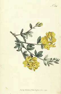 William Curtis: Triangular-stalked genista, Genista triquetra