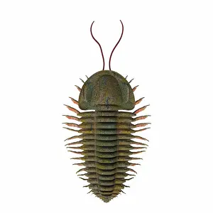 Antenna: Triarthrus trilobite