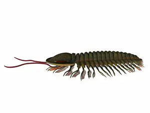 Antenna: Triarthrus trilobite, side profile