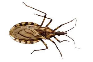 Assassin: Triatoma brasiliensis, triatomine bug