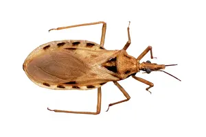 Triatominae: Triatoma cavernicola, triatomine bug