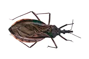 Triatominae: Triatoma costalimi, triatomine bug
