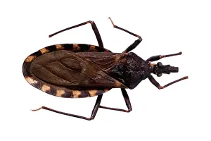 Triatominae: Triatoma infestans, kissing bug