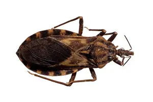 Triatominae: Triatoma migrans, triatomine bug