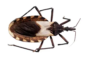Triatominae: Triatoma pallidipennis, triatomine bug