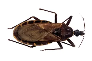 Triatominae: Triatoma rubrofasciata, triatomine bug