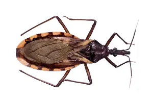 Triatominae: Triatoma rubrovaria, triatomine bug