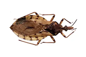 Triatominae: Triatoma sordida, triatomine bug