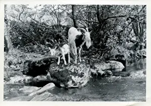 Sedburgh: Tribe of Goats, Upper Dentdale, Cumbria