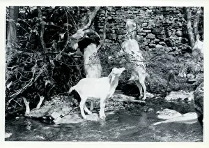 Sedburgh: Tribe of Goats, Upper Dentdale, Cumbria