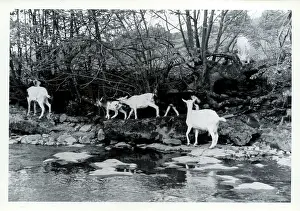 Sedburgh: Tribe of Goats, Upper Dentdale, Cumbria