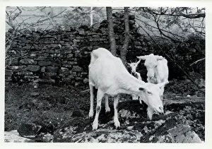 Sedburgh: Tribe of Goats, Upper Dentdale, Cumbria