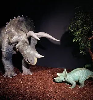 Ceratopia: Triceratops