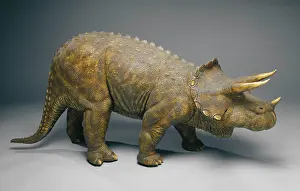 Ceratopia: Triceratops