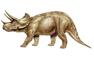 Ceratopia: Triceratops